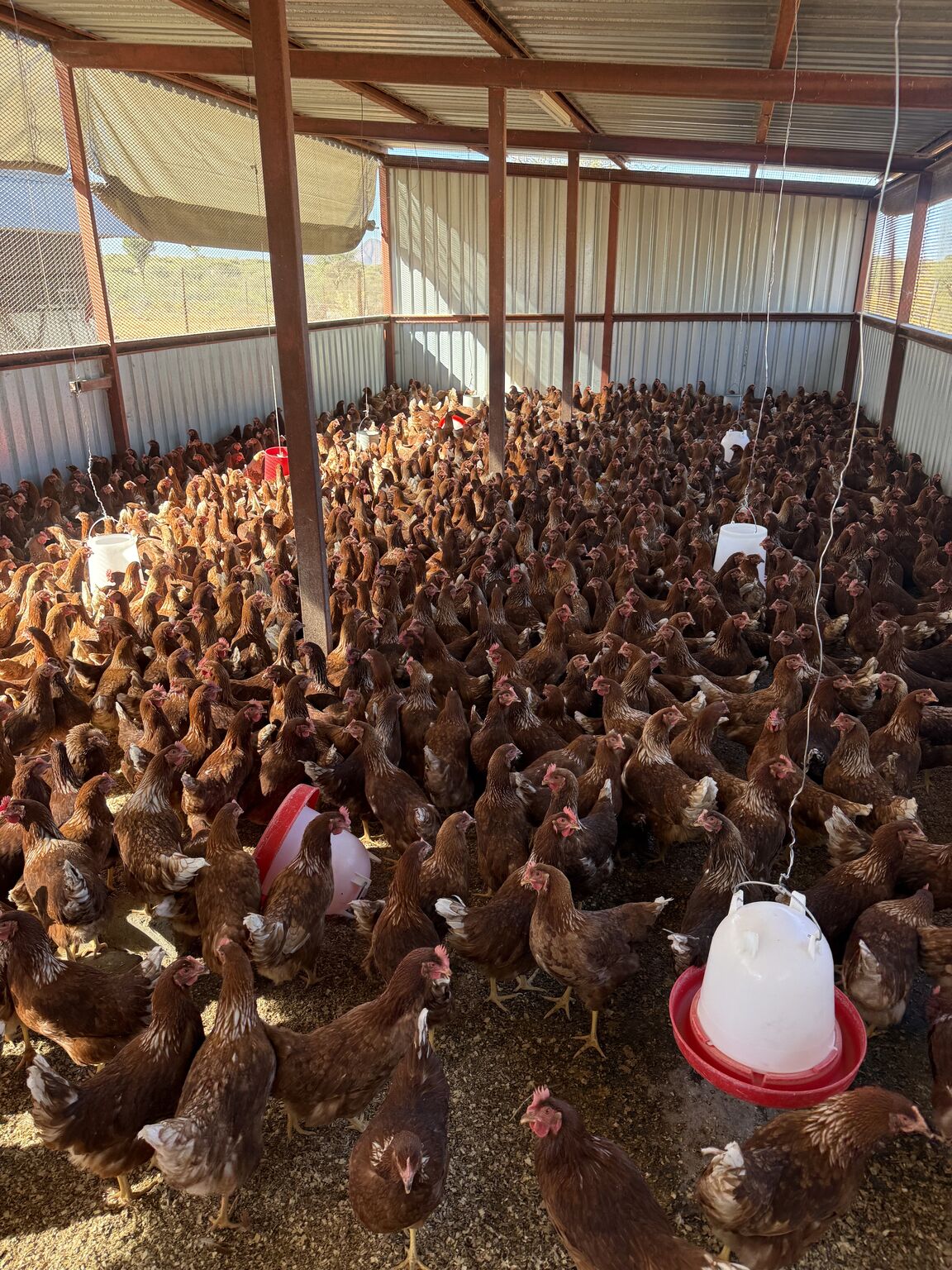 Ontoko's expanded flock in 2026